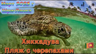 Шри ланка 2023 март. Пляж с черепахами хикадува.ЦЕНЫ на продукты.