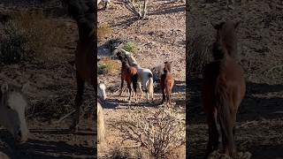 Wild Horses Romance #wildmustang #horsevideo #majestichorses #mustangs #horselover #horselife