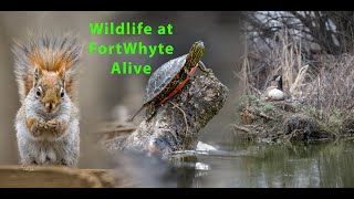 Exploring Wildlife at FortWhyte Alive: Capturing Canadian Geese and More in Picturesque Manitoba