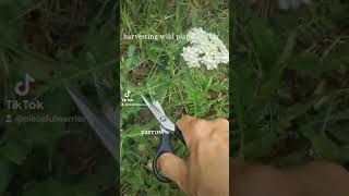 harvesting wild plants for tea