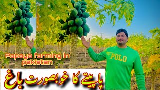 Beautiful papita garden in pakistan | papaya ka garden ki seer | papita ki kasht