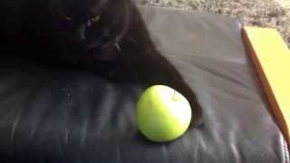 Cat vs Fruit