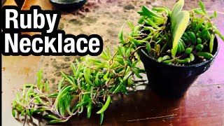 How to Propagate a Ruby Necklace Plant