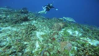 Cozumel Turtle again