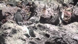 Galápagos-Pinguine (Galápagos Floreana)