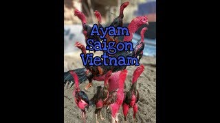 AYAM GANOI ASLI VIETNAM