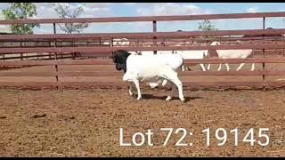 Awesome Full-blood full white & black headed South African Dorper sheep