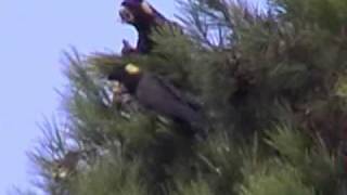 Yellow Tailed Black Cockatoos feeding on Pine Cones, Bellarine Peninsula.