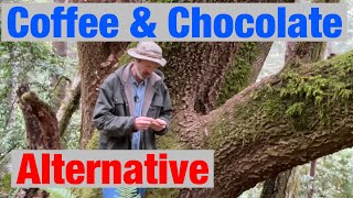 Foraging Bay Nuts a Coffee Chocolate Alternative