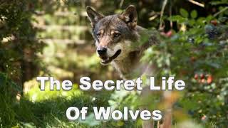 The Secret Life Of Wolves