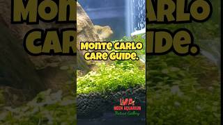 Monte Carlo Plant Guide #shorts #fish #montecarlo #aquascape #youtubeshorts #aquariumfish #viral