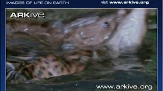 Savvy ducks know to stay away from mink! Video courtesy of @ARKive.org