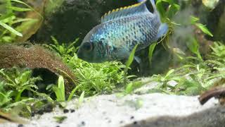 Electric Blue Acara Fry - First day free swimming - 4K Macro Footage