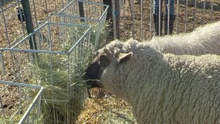 Another try to minimize hay loss and waste. #hanginghayfeeder, #hayfeederforsheep,