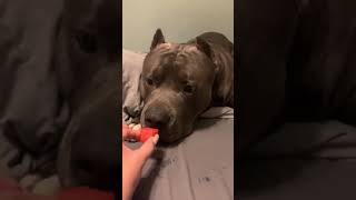 Enzo + Watermelon = No 🤣🤣 #pitbull #americanbully #puppy