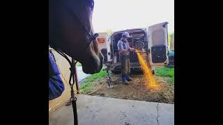 Watching the farrier work his magic.