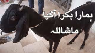 Hamara  Bakra Agya MashAllah - Eid 1st Day