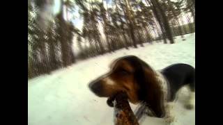 Бассеты с камерой / Basset Hound with camera