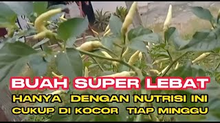 Super dasyat‼️cabe ini berbuah lebat dengan pupuk organik fermentasi cucian air beras