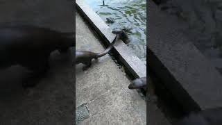 Otters at Hort Park on June 21, 2022