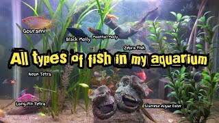 A Tour of All Fish Species 🐠🦐🐢 : Meet the Diverse Residents of My Aquarium