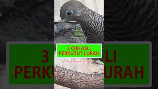 3 Ciri Asli Perkutut Lurah #shorts #perkutut #perkututlurah #perkututrojo #burungperkutut #viral