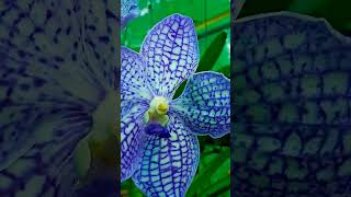 Vanda orchid