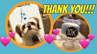 10k Subscribers Celebration | Cute and Happy Shih Tzu