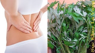 Chữa bệnh đau lưng bằng ngải cứu tại nhà như thế nào?