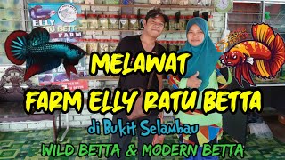 Melawat Elly Ratu Betta Farm | Syurga Betta Imbellis 🐟