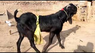 A+ Quality amratsari lailpuri beetal breeder 42 inch height - Age 2 teeth