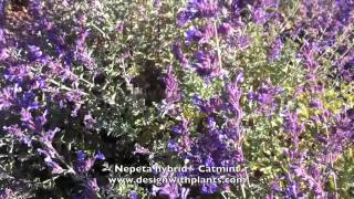 Nepeta hybrid - Catmint