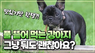 강아지는 왜 풀을 뜯어먹을까? 괜찮을까?