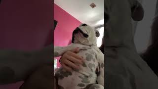 🤣🤣🤣#fypage #animals #funny #dog #cat #pet #funnyvideos #lol #wee #wtf  #shorts