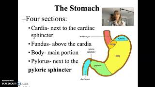 ALH Digestion #1