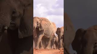 You Won't Believe What This Majestic Elephant Can Do!