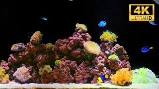 4K Real Aquarium Music Live | Beautiful Fish Tank for Meditation, Sleep & Stress Relief (12h)