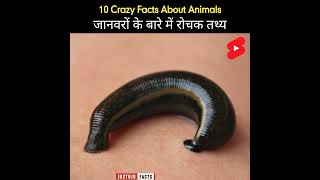 Rare Facts About Animals 🦚| Amazing Facts | Insane Facts |  #shorts #justujufacts