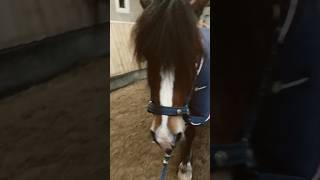 Cutie♥️🥰 #horse #pony #equestrian #shortvideo #ponylover #cutepony #ponyfun