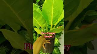 sharjah plant nursery #youtubeshorts #gardeningplants #sharjah #krishnaarun #moneyplant