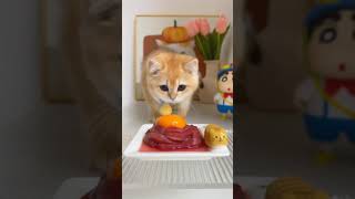 Kitten Eating Raw Meat ASMR | Mukbang #asmr