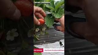 PUPUK ORGANIK MAMPUH MENGHASILKAN BUAH STRAWBERRY YG BANYAK & ENAK