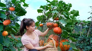 Harvesting A Lot Of Pumpkin Goes To Market Sell - Buy Warm Blankets To Prepare For Winter - New Life