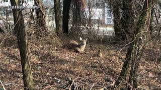 Whitetail Deer in Weehawken, New Jersey (Quick Video)