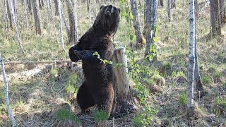 Солонец чем-то не угодил молодому медведю😃  Фотоловушка в дебрях Сибири!