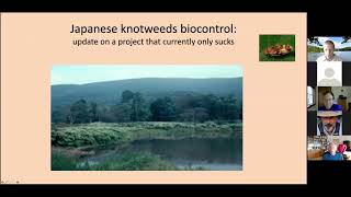 Knotweed Biocontrol Update