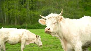 Uncovering the Intelligence of Cows - A Deep Dive into Their Emotional Intelligence