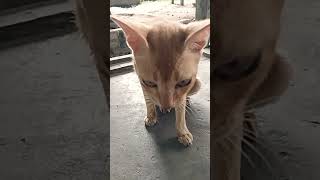 Kucing lihat kue kucing#shotrs#funny