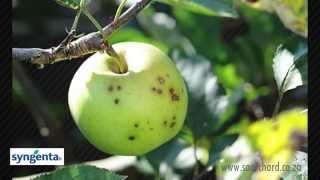 How to control Fruit Diseases