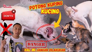 KETEMU KUCING YANG TELINGANYA DIPOTONG DI PASAR KENTEN PALEMBANG